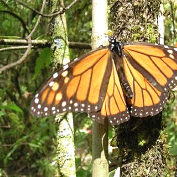 Santuarios de la Mariposa Monarca